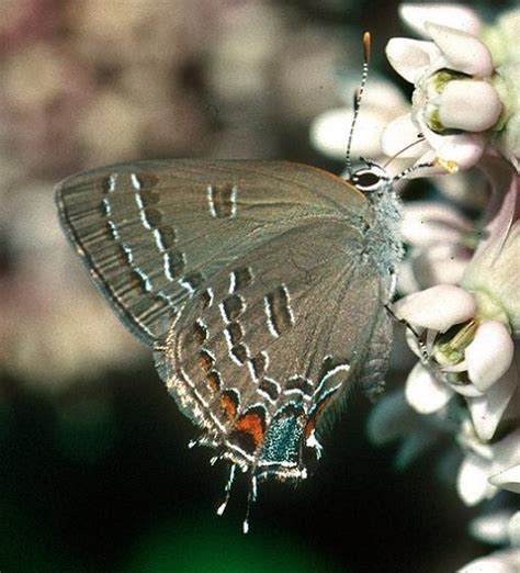 Hickory Hairstreak Satyrium Caryaevorus Bugguide Net