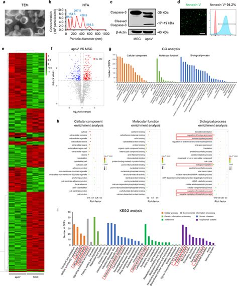 Characterization And Proteomic Analysis Of Mesenchymal Stem Cell Download Scientific Diagram