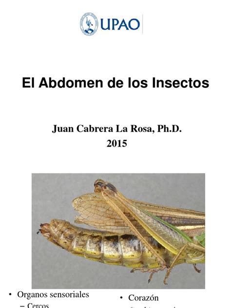 El Abdomen De Los Insectos Pdf Pdf