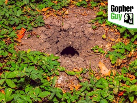 How To Find Gopher Tunnels In Your Yard