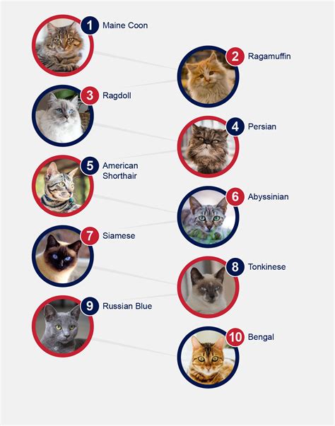 cat breed popularity chart  raymond gillespie blog