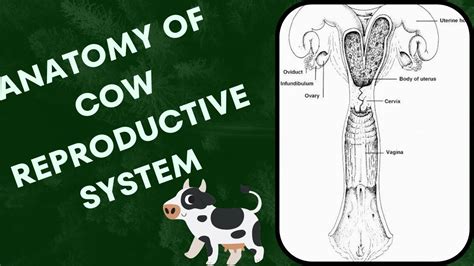 Anatomy Of Cow Reproductive System Veterinary Hindi Urdu