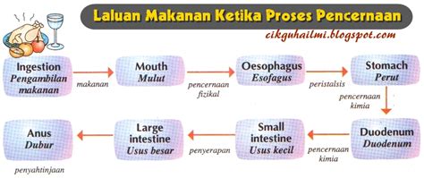 Sistem Pencernaan Manusia