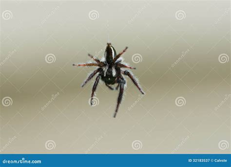 Aranha Preta Com Branca - 9