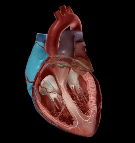 Biol T Cardiovasc System Heart Flashcards Quizlet