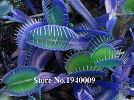 Pcs Dionaea Muscipula Venus Flytrap Seeds Bestseedsonline