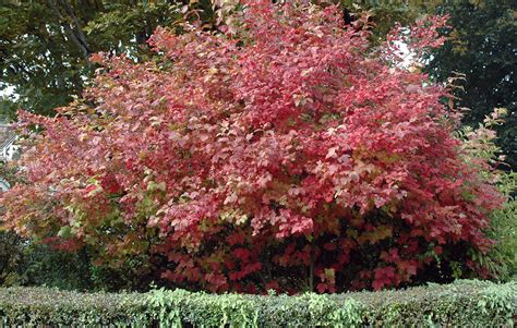 Viburnum opulus var. opulus 'Roseum' | Landscape Plants | Oregon State ...