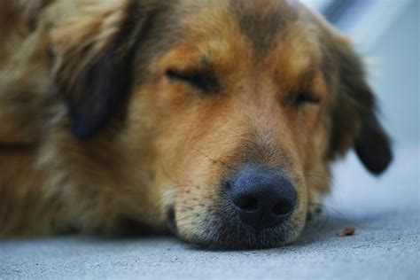 Anzeichen Dass Dein Hund Schmerzen Hat Was Du Tun Kannst