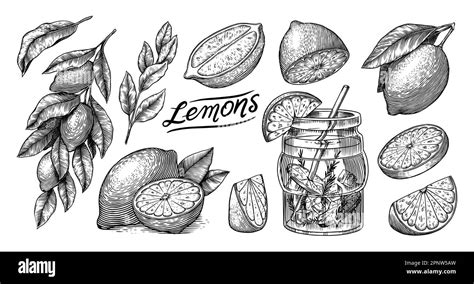 Lemon Sketch Tropical Lime Fruit And Branches Sliced Pieces Half And