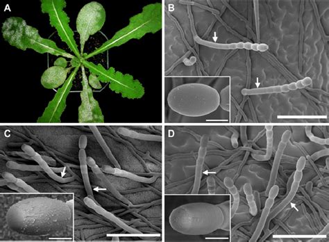 Scanning electron micrographs illustrating morphological differences ... 