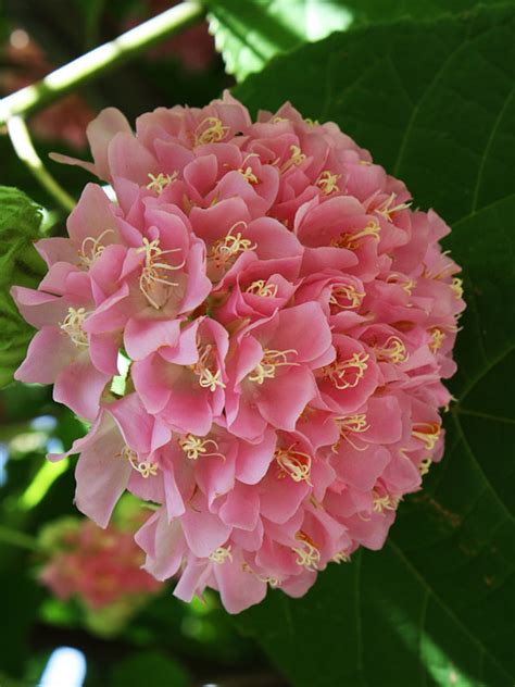 Giant Pink Ball Tree (dombeya wallichii) – Real Tropicals