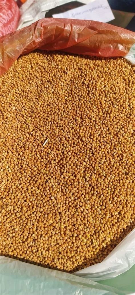 Buy Yellow Millet from LLC ZEMLYA, Russia | Tradewheel.com