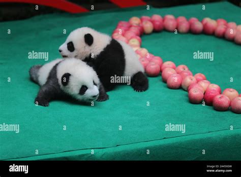 Giant panda cubs born in 2019 including world's heaviest captive-bred ...