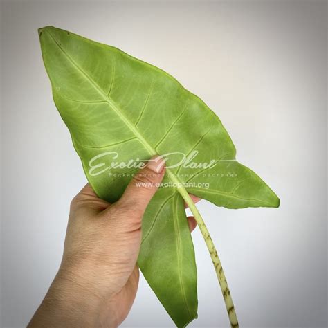 alocasia zebrina - exoticplantshop.org