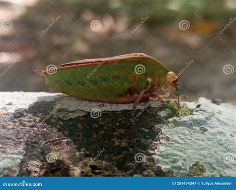 Nezara Viridula & X28;Hemiptera: Pentatomidae& X29; Stock Image - Image ...