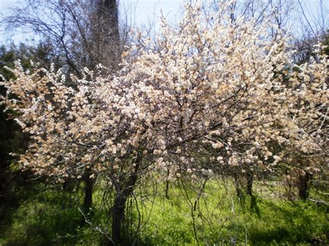 Mexican Plum Native Texas