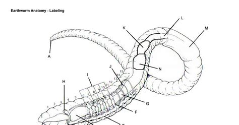 Earthworm Diagram Labeled