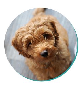 Cavoodle: Dog Breeds | Breed Information | Mad Paws Blog