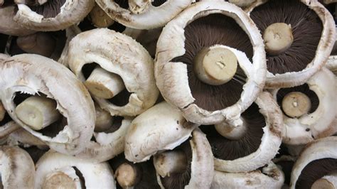 Growing Button Mushrooms A Complete Guide On How To Plant Grow