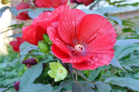 Hardy Hibiscus A Plant Full Of Surprises