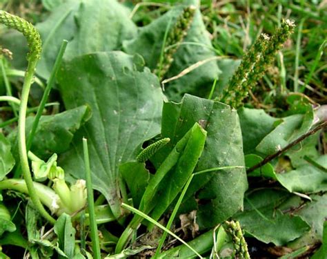 How to Get Rid of Plantain in the Lawn