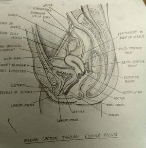 Median Section Through Female Pelvis Medizzy