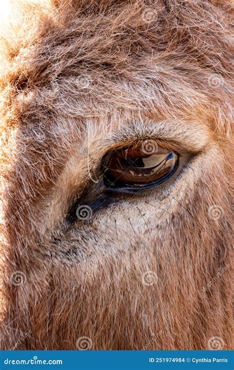 Detailed Close Up Of Eye Of A Cow Stock Photo Image Of Extreme