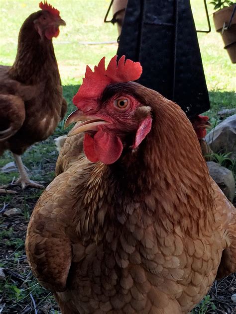 Red Sex Link Chickens Coffee And Captured Moments