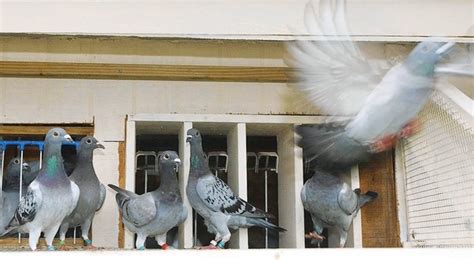 Racing Pigeons On The Widowhood System Winning Pigeon Racing And