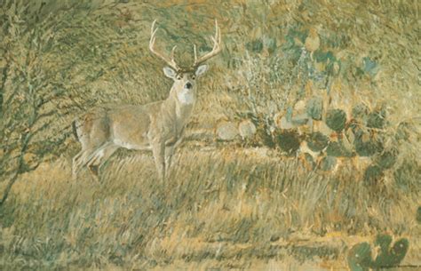 Buy Texas Wildlife Art Prints Online – Charles Beckendorf Gallery