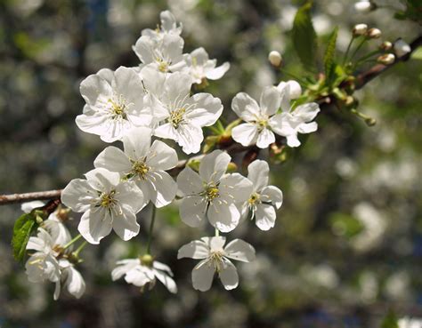 Fileprunus Cerasus Lc0017