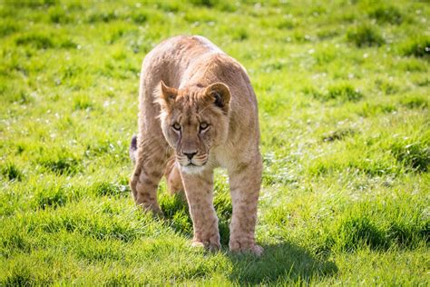 Meet The Animals | Woburn Safari Park