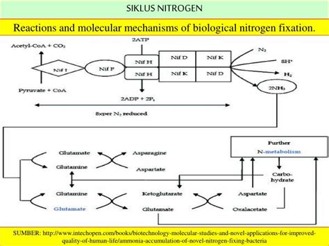 Ppt Siklus Nitrogen Fiksasi Nitrogen Nitrogen Is An Important