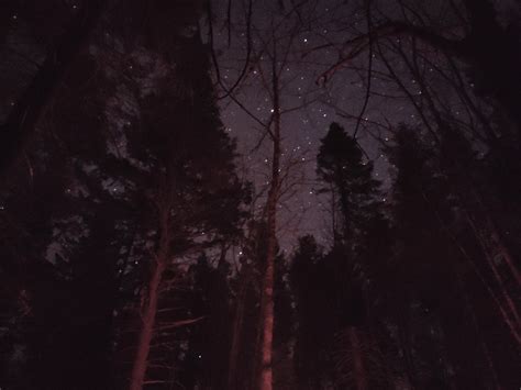 A night in the woods. So peaceful! : r/camping