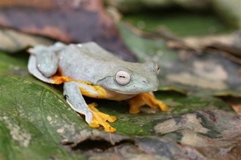 Twin Spotted Flying Frog Rhacophorus Bipunctatus INaturalist