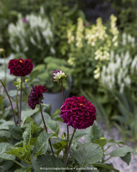 Dark red dahlias – www.gardenflow.se