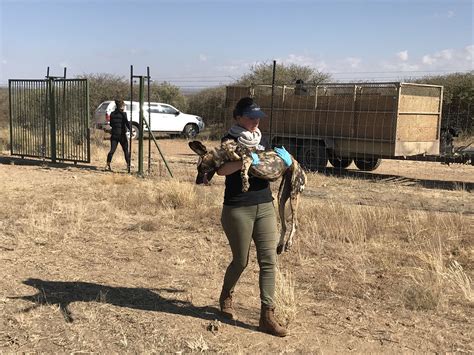 Vet Student Program in Namibia - Hands-on Wildlife veterinary program