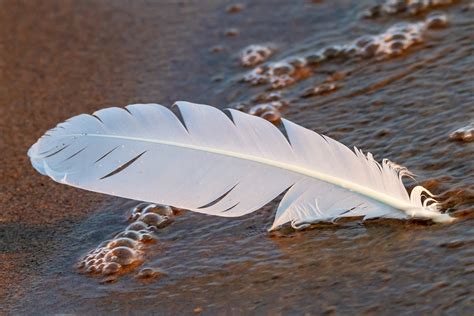White Feather - What is the Meaning Behind this Angelic Sign?