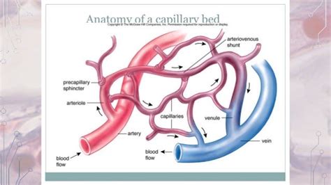 Capillary function