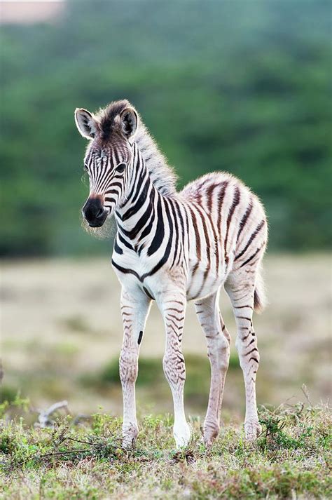 Baby Zebra Foals