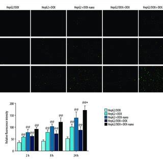 Cellular Uptake Of Dox Nano Cells In The Hepg Dox Hepg Dox Nano