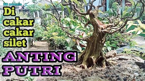 Anting Putri Dalam Program Sayat Batang Agar Nampak Tua Belajar Bonsai