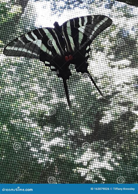 Zebra Swallowtail Butterfly Stock Photo - Image of zebra, swallowtail