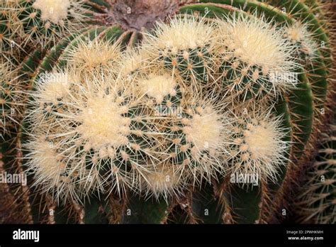 Mexican Golden Barrel Cactus Hi Res Stock Photography And Images Alamy