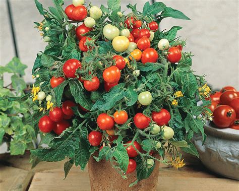 Micro Tom Tomato Seeds — Seeds N Such