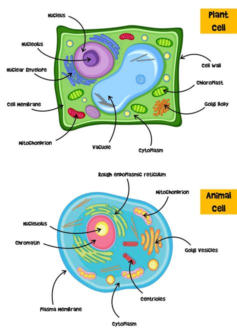 Cell And Its Environment Study Guide 7