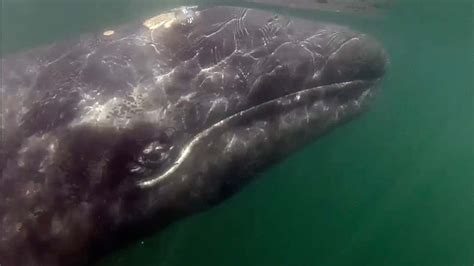 Alarming Drop in Gray Whale Population - Videos from The Weather Channel