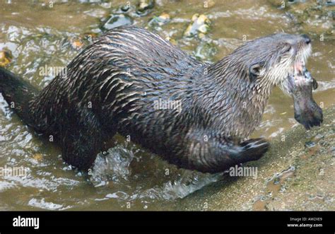 The Buckfast Butterfly Farm & Otter Sanctuary Buckfastleigh, Devon west ...