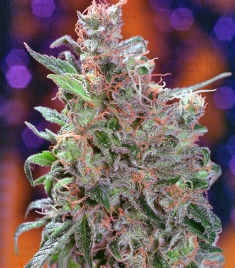 Californian Orange Feminized Seeds For Sale Herbies Seeds