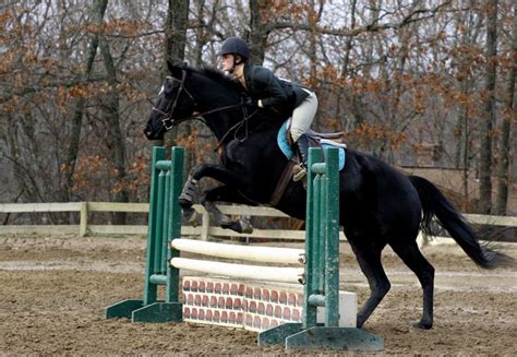 Black Horse Jumping at horse show | Black horse, Horses, Black horses